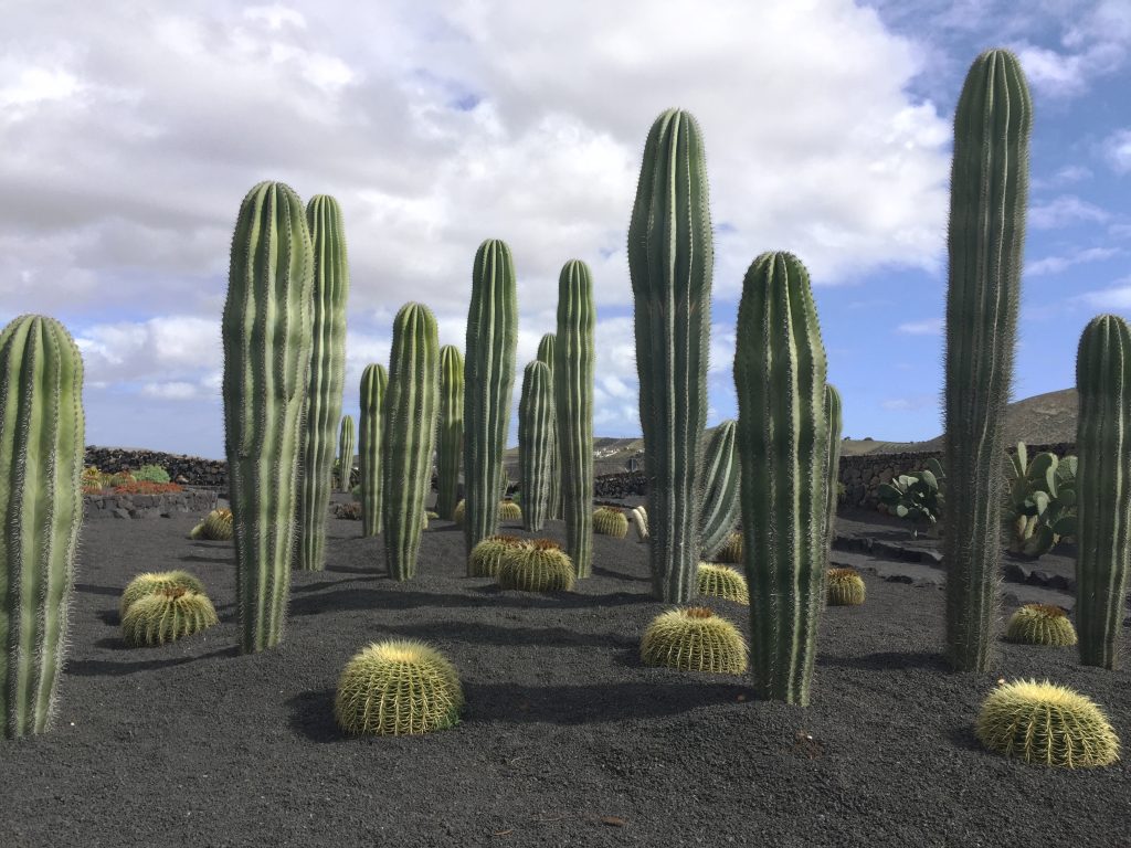 Lanzarote Bodega el Grifo - Kakteengarten