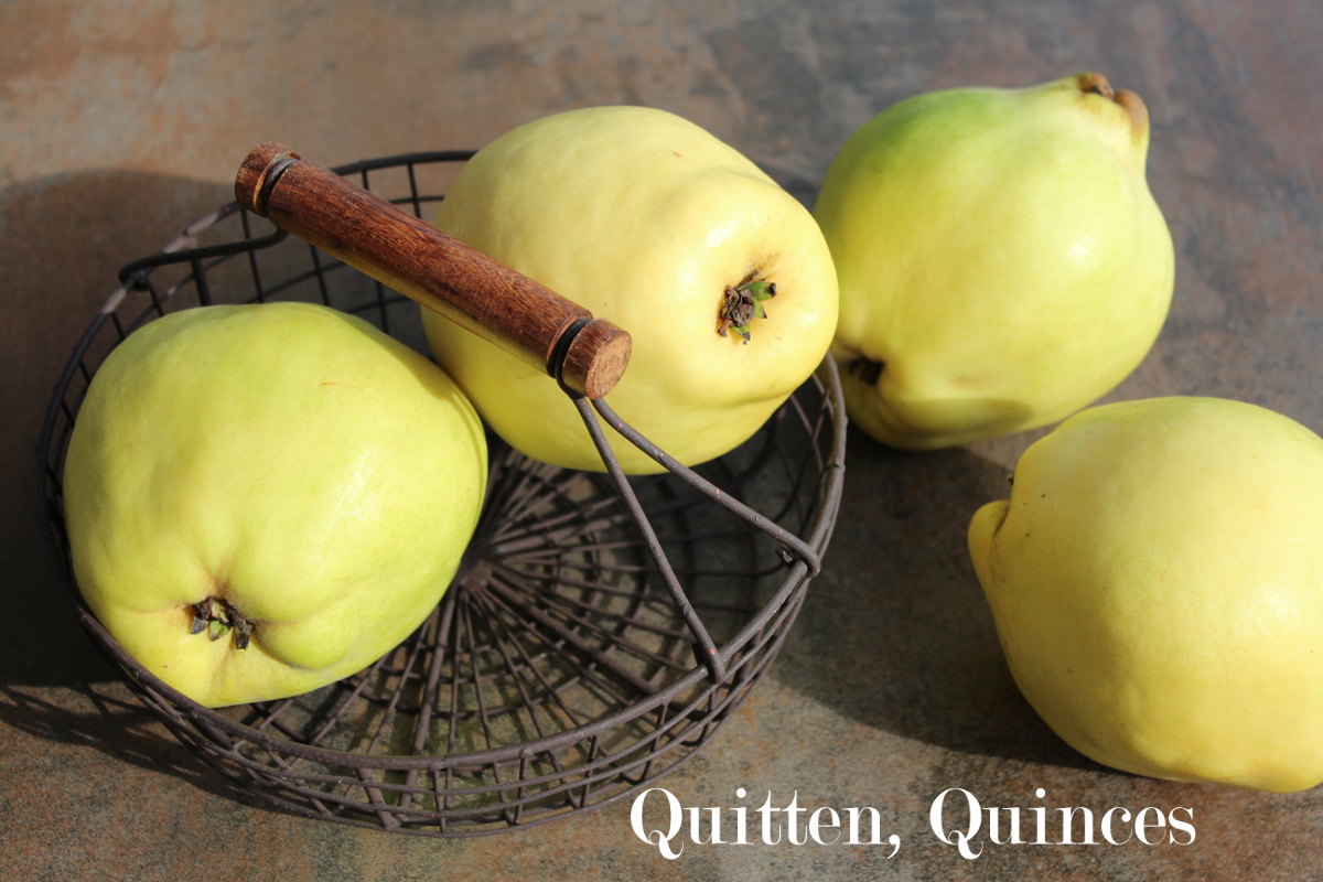 Quinces